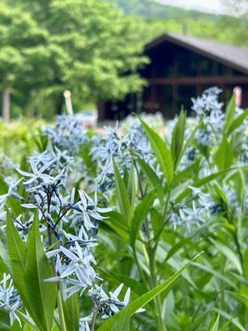 マウレの庭 植栽作業