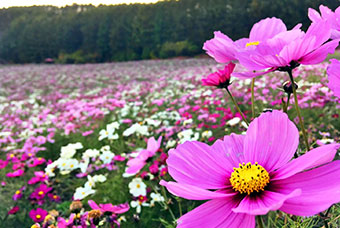 Taiyo-no-Oka Engaru Park