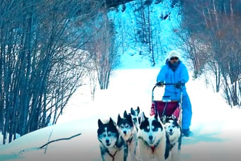 Dogsledding Activity