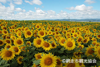 大空町 朝日ヶ丘公園ひまわり畑