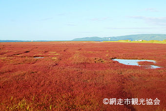 網走能取湖 サンゴ草