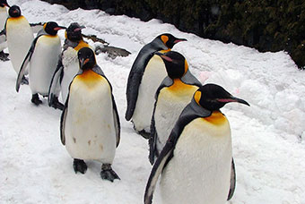 旭山動物園　ペンギンの散歩